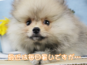 こんなに毎日暑いですが…